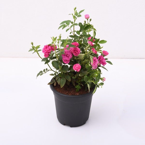 Miniature Rose, Button Rose (Pink) - Plant - Nurserylive Pune
