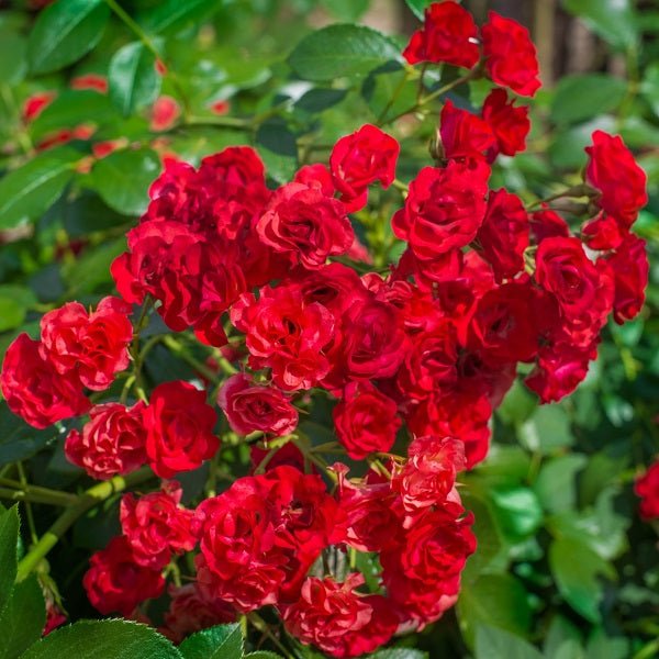 Miniature Rose, Button Rose (Red) - Plant - Nurserylive Pune
