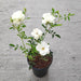 Miniature Rose, Button Rose (White) - Plant - Nurserylive Pune