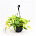 Money plant golden, Scindapsus golden (Hanging Basket) - Plant - Nurserylive Pune