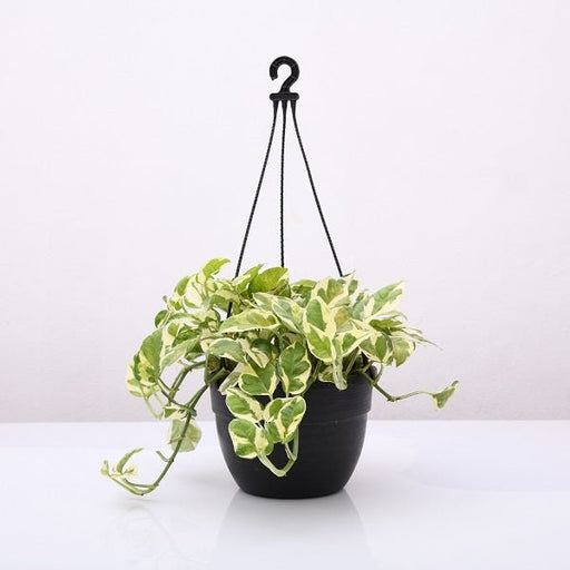 Money Plant Marble Prince (Hanging Basket) - Plant - Nurserylive Pune