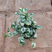 Money Plant Marble Prince - Plant - Nurserylive Pune