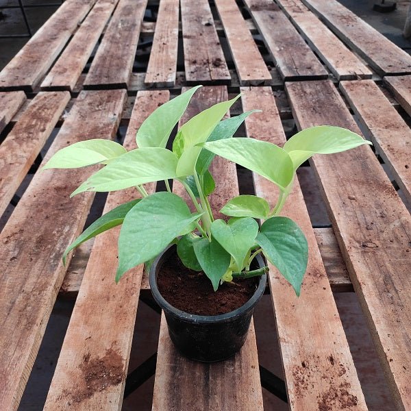 Money Plant, Scindapsus Golden Plant in 4 inch (10 cm) Pot - Nurserylive Pune