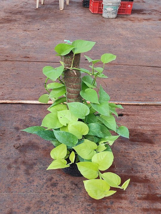 Money Plant, Scindapsus Golden Plant in 8 inch (20 cm) Pot with Moss Stick - Nurserylive Pune