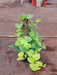 Money Plant, Scindapsus Golden Plant in 8 inch (20 cm) Pot with Moss Stick - Nurserylive Pune