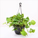 Money Plant, Scindapsus Green (Hanging basket) - Plant - Nurserylive Pune