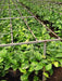 Money Plant, Scindapsus Green (Hanging basket) - Plant - Nurserylive Pune