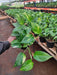 Money Plant, Scindapsus (Green) - Plant - Nurserylive Pune