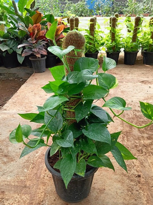 Money Plant, Scindapsus (Green) Plant in 8 inch (20 cm) Pot with Moss Stick - Nurserylive Pune