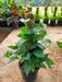 Money Plant, Scindapsus (Green) Plant in 8 inch (20 cm) Pot with Moss Stick - Nurserylive Pune