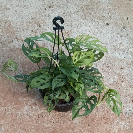 Monstera Adansonii (Hanging Basket) - Plant - Nurserylive Pune
