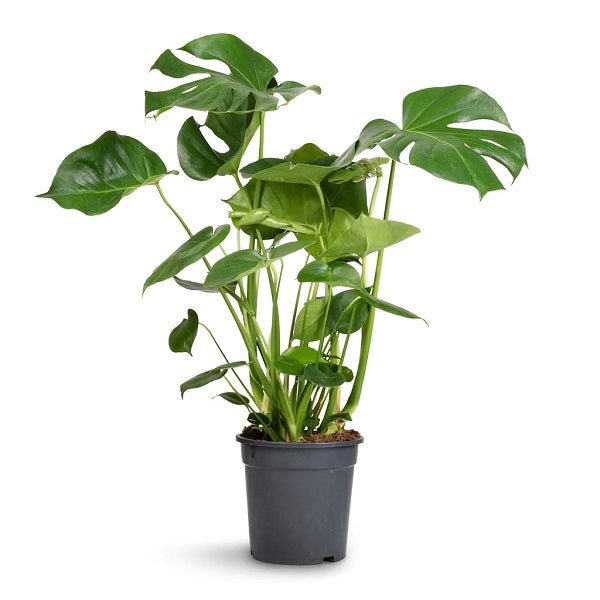 Monstera deliciosa - Plant - Nurserylive Pune