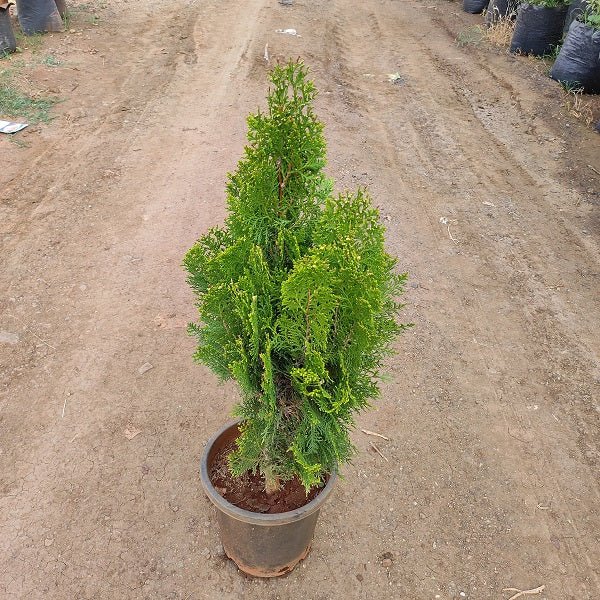 Morpankhi, Thuja Compacta - Plant - Nurserylive Pune