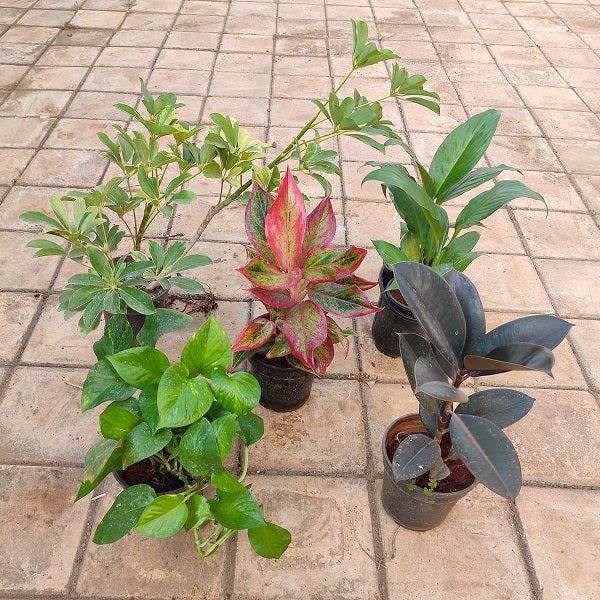 NASA Top 5 Indoor Plants for Oxygen - Nurserylive Pune