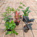 NASA Top 5 Indoor Plants for Oxygen - Nurserylive Pune