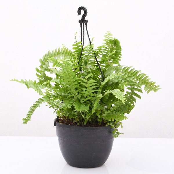 Nephrolepis exaltata, Boston fern (Hanging Basket) - Plant - Nurserylive Pune