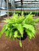 Nephrolepis exaltata, Boston fern (Hanging Basket) - Plant - Nurserylive Pune