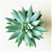 Pachyveria glauca Succulent Plant in 3 inch (8 cm) Pot - Nurserylive Pune