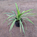 Pandanus (Golden) Plant in 8 inch (20 cm) Pot - Nurserylive Pune