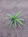 Pandanus (Golden) Plant in 8 inch (20 cm) Pot - Nurserylive Pune