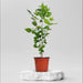 Parijat Tree, Parijatak, Night Flowering Jasmine - Plant - Nurserylive Pune