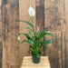Peace Lily, Spathiphyllum - Plant - Nurserylive Pune