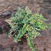 Pedilanthus, Euphorbia Curly - Plant - Nurserylive Pune