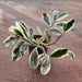 Pedilanthus Jurassic Park - Plant - Nurserylive Pune