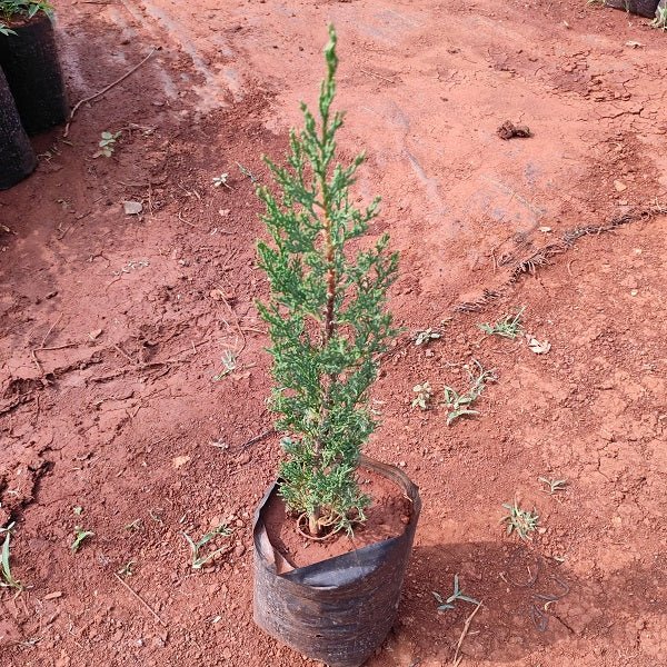Pencil Pine Cypress, Cupressus sempervirens - Plant - Nurserylive Pune