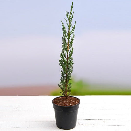 Pencil Pine Plant in 8 inch (20 cm) Pot - Nurserylive Pune