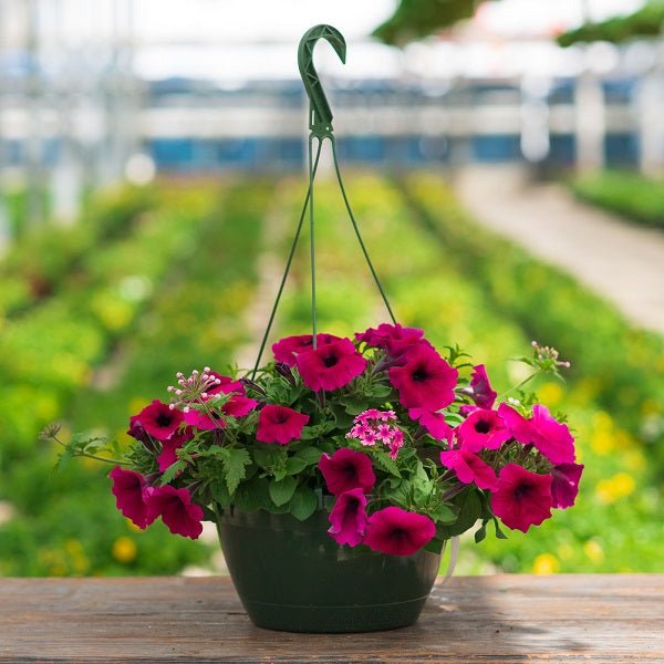 Petunia (Any Color, Hanging Basket) - Plant - Nurserylive Pune