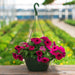 Petunia (Any Color, Hanging Basket) - Plant - Nurserylive Pune