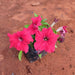 Petunia (Any Color) - Plant - Nurserylive Pune