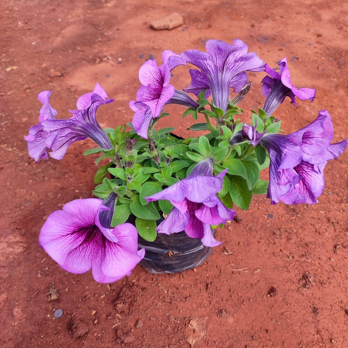 Petunia (Lavender) - Plant - Nurserylive Pune