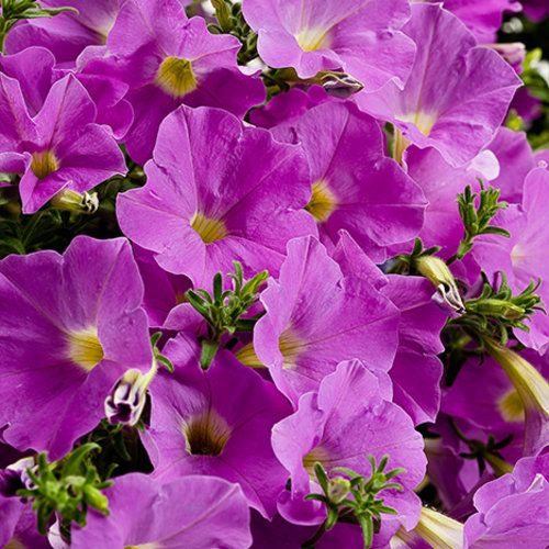 Petunia (Lavender) - Plant - Nurserylive Pune