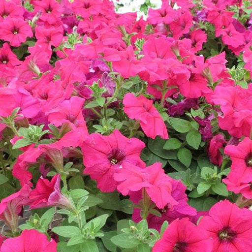 Petunia (Pink) - Plant - Nurserylive Pune