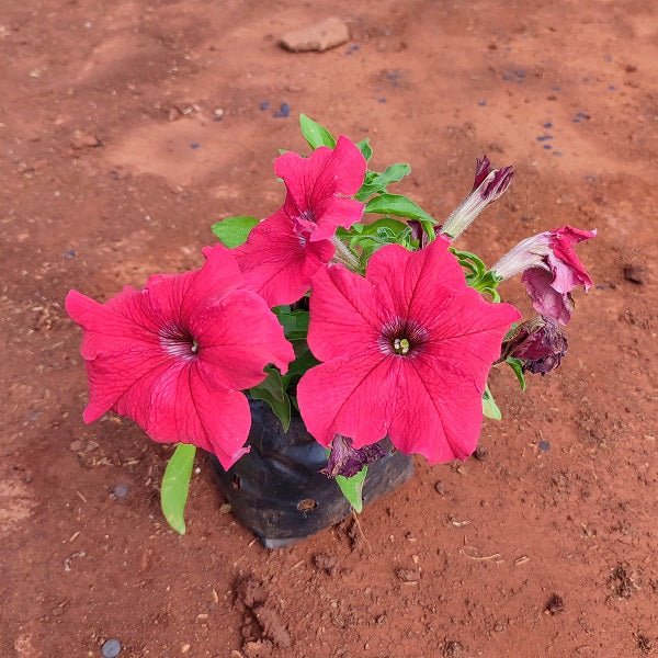 Petunia (Red) - Plant - Nurserylive Pune