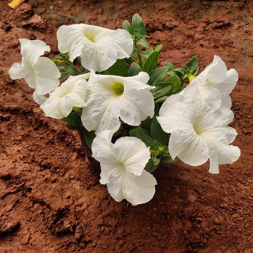 Petunia (White) - Plant - Nurserylive Pune