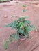 Philodendron Broken Heart, Monstera adansonii Plant in 4 inch (10 cm) Pot - Nurserylive Pune