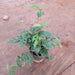 Philodendron Broken Heart, Monstera adansonii Plant in 4 inch (10 cm) Pot - Nurserylive Pune