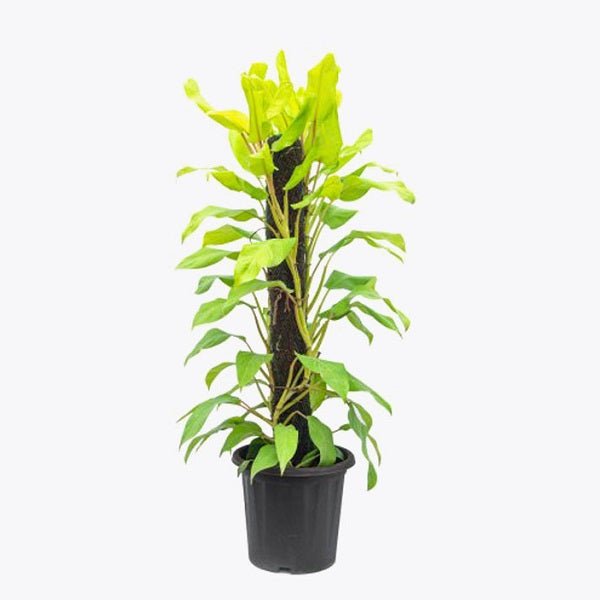 Philodendron Ceylon (Golden) Plant - Nurserylive Pune