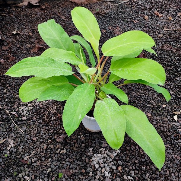 Philodendron Ceylon (Golden) - Plant - Nurserylive Pune