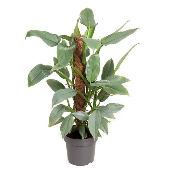 Philodendron ceylon (Green) - Plant - Nurserylive Pune