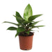 Philodendron ceylon (Green) - Plant - Nurserylive Pune