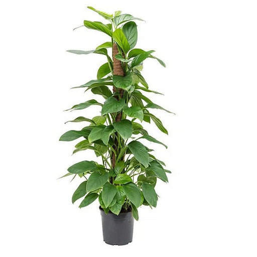 Philodendron Ceylon (Green) Plant in 8 inch (20 cm) Pot with Moss Stick - Nurserylive Pune