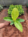 Philodendron Moon Shine - Plant - Nurserylive Pune