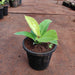 Philodendron Moon Shine - Plant - Nurserylive Pune