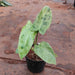 Philodendron Pariso Verde - Plant - Nurserylive Pune