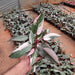 Philodendron Pink Princess - Plant - Nurserylive Pune