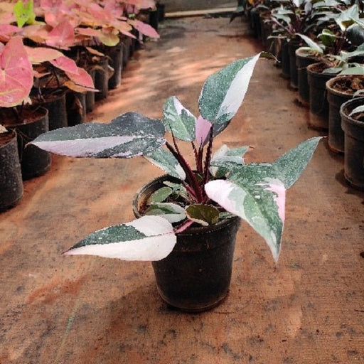 Philodendron Pink Princess - Plant - Nurserylive Pune